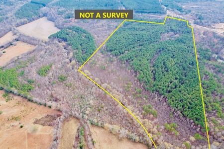 Mature Timber and Wildlife in Prentiss Co., Booneville, MS - image 4