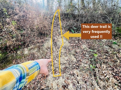 Mature Timber and Wildlife in Prentiss Co., Booneville, MS - image 7