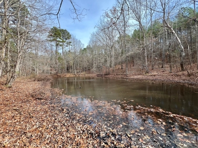 Mature Timber and Wildlife in Prentiss Co., Booneville, MS - image 9