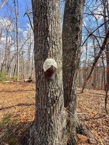 144.8± Acres with Creek, Timber & Mountain Views in VA - image 20