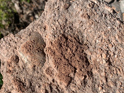 Fossil Bearing Rock Quarry in Arkansas Ozark Mountains - image 5