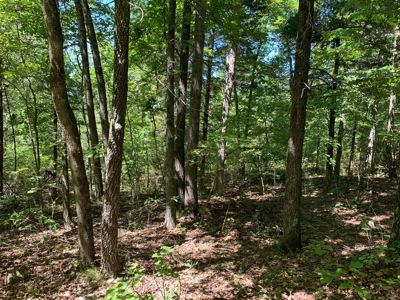 Fossil Bearing Rock Quarry in Arkansas Ozark Mountains - image 7