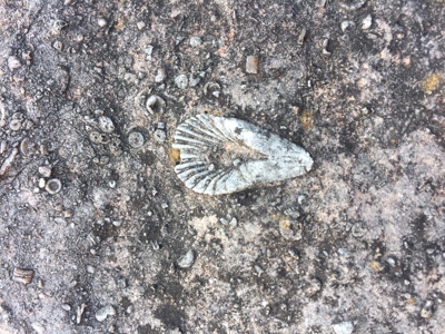 Fossil Bearing Rock Quarry in Arkansas Ozark Mountains - image 15