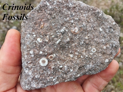 Fossil Bearing Rock Quarry in Arkansas Ozark Mountains - image 10