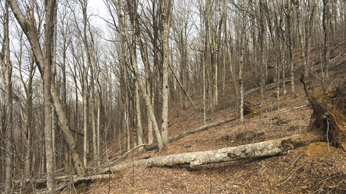 Large Land Tract for Sale in Zionville, NC