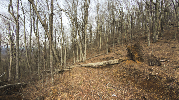 Large Land Tract for Sale in Zionville, NC