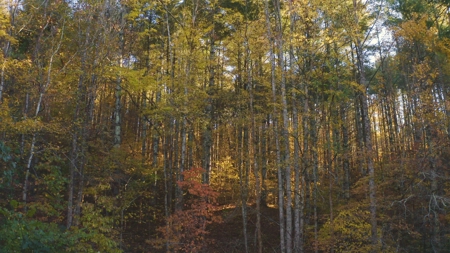 Unrestricted Acres Bordering the Cherokee National Forest East TN - image 15