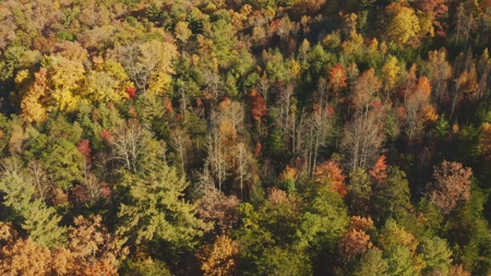 Unrestricted Acres Bordering the Cherokee National Forest East TN - image 10