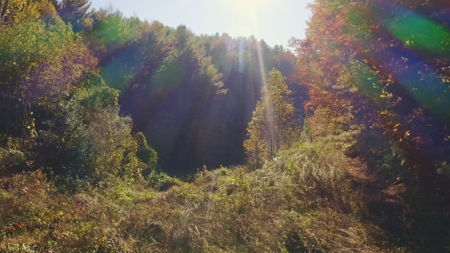 Unrestricted Acres Bordering the Cherokee National Forest East TN - image 7