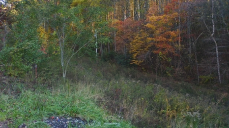 Unrestricted Acres Bordering the Cherokee National Forest East TN - image 19