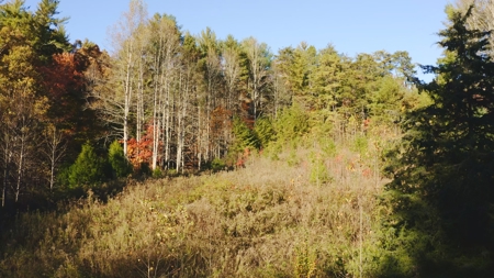 Unrestricted Acres Bordering the Cherokee National Forest East TN - image 24
