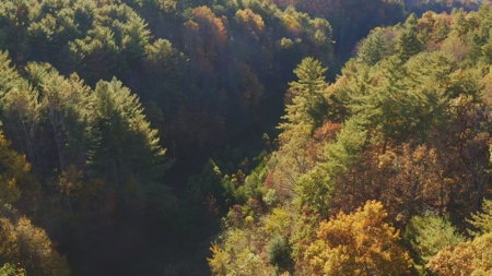 Unrestricted Acres Bordering the Cherokee National Forest East TN - image 2