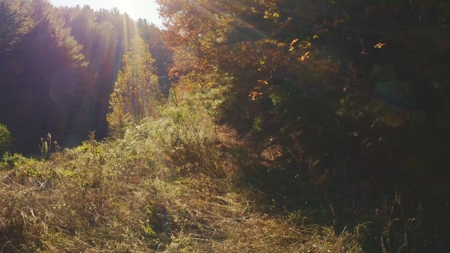Unrestricted Acres Bordering the Cherokee National Forest East TN - image 12