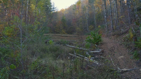 Unrestricted Acres Bordering the Cherokee National Forest East TN - image 29