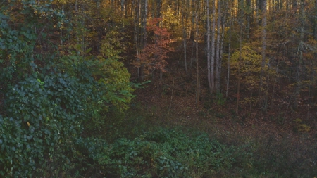 Unrestricted Acres Bordering the Cherokee National Forest East TN - image 14