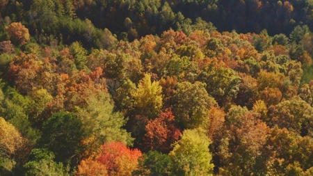 Unrestricted Acres Bordering the Cherokee National Forest East TN - image 9