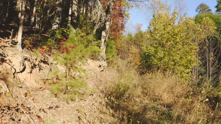 Unrestricted Acres Bordering the Cherokee National Forest East TN - image 18