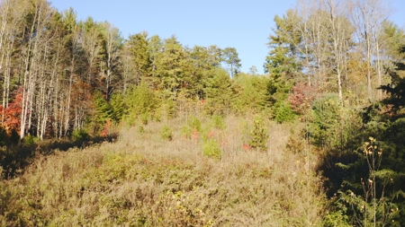 Unrestricted Acres Bordering the Cherokee National Forest East TN - image 25