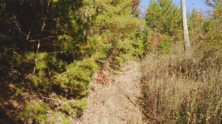 Unrestricted Acres Bordering the Cherokee National Forest East TN - image 11