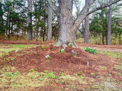 Large Country Home Ash Flat AR for Sale - image 20