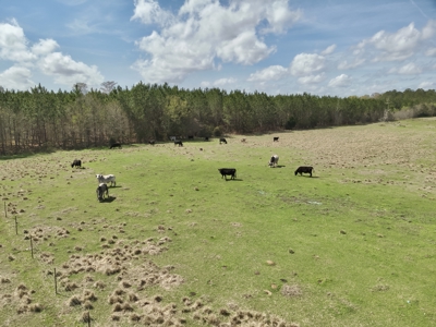 Country Home & 42acres Graceville Florida - Jackson County FL - image 34