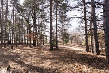 95+/- Acres located in Marquette and Green Lake Counties For Sale - image 10