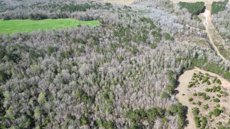 240± Acres for Sale in Barbour County, Alabama - image 7