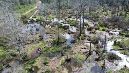 240± Acres for Sale in Barbour County, Alabama - image 11