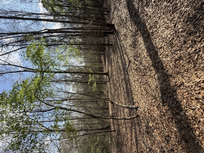 240± Acres for Sale in Barbour County, Alabama - image 17