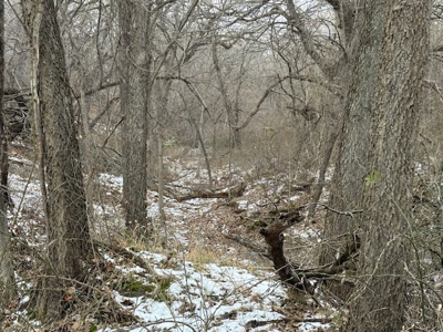 Premier Nebraska Hunting Retreat,  25 acres with Log Cabin - image 10