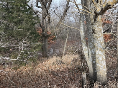 Premier Nebraska Hunting Retreat,  25 acres with Log Cabin - image 9