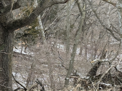 Premier Nebraska Hunting Retreat,  25 acres with Log Cabin - image 41