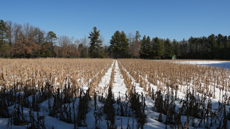 Portage County Wisconsin 80 Acres of Hunting Land for Sale - image 22