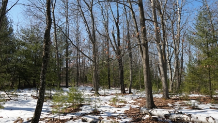 Portage County Wisconsin 80 Acres of Hunting Land for Sale - image 18