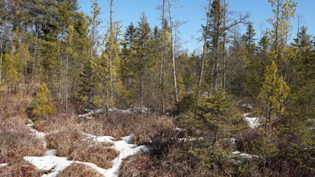 Portage County Wisconsin 80 Acres of Hunting Land for Sale - image 17