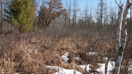 Portage County Wisconsin 80 Acres of Hunting Land for Sale - image 20