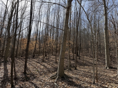 Land & Home For Sale In Tn, Basement, Well, Creek, Wooded - image 46