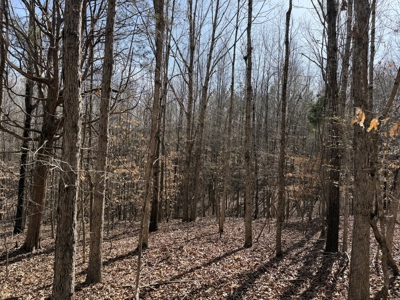 Land & Home For Sale In Tn, Basement, Well, Creek, Wooded - image 27