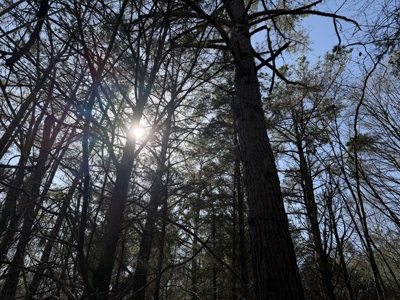 Land & Home For Sale In Tn, Basement, Well, Creek, Wooded - image 18