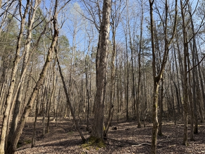 Land & Home For Sale In Tn, Basement, Well, Creek, Wooded - image 37