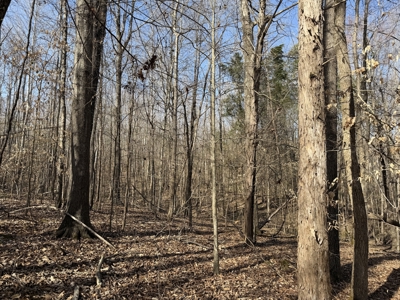 Land & Home For Sale In Tn, Basement, Well, Creek, Wooded - image 44