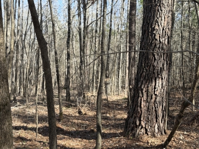 Land & Home For Sale In Tn, Basement, Well, Creek, Wooded - image 34