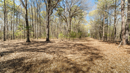McLeod, TX — Country Home on 42± Acres - image 28