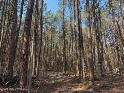 Land for Sale in Simpson County - image 7
