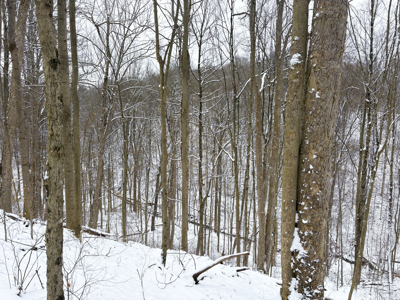 Monroe County OH 33 +/- Acres Woodsfield, OH - image 4