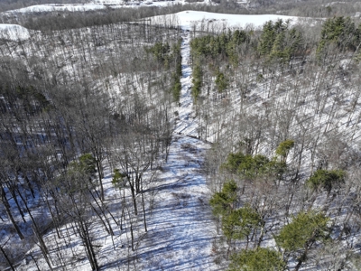 Woodsfield 60 +/- Acres of Hunting Land at Auction - image 3