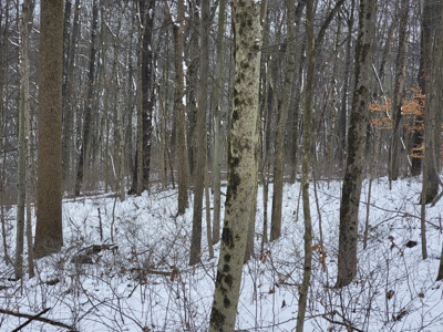 Woodsfield 60 +/- Acres of Hunting Land at Auction - image 2