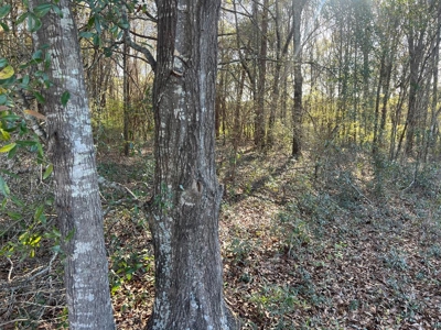 2 Acre Homesite Near Enterprise, AL - image 4