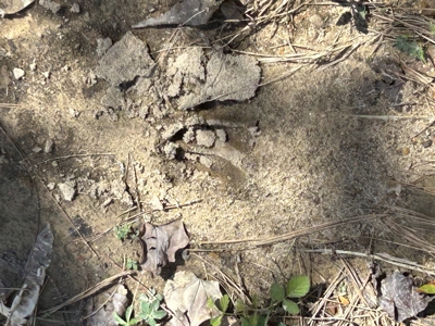 29 Acres with Creek & Homesites - image 32