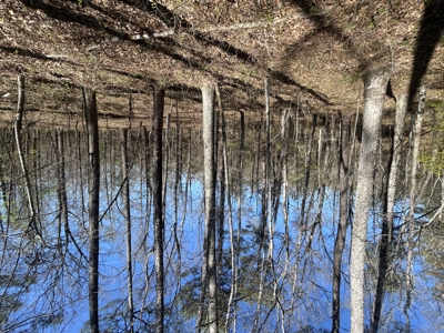 29 Acres with Creek & Homesites - image 21